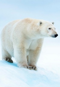 دانلود فیلم انقراض خرس قطبی 